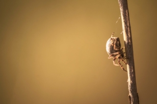 Spinne - Brieskow Finkenheerd