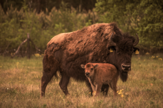 Bison - Krügersdorf