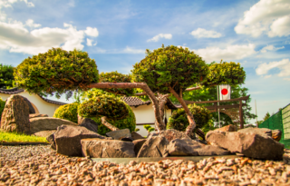 Bonsai - Brieskow Finkenheerd