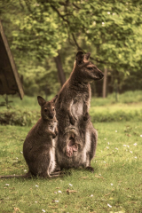 Kängurus - Cottbus