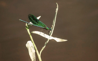 Libelle - Oderufer